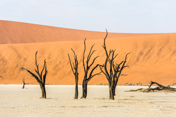 Fototapeta na wymiar Close dead dry trees of DeadVlei valley at Namib desert
