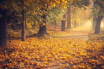 Obraz premium Autumn colorful tree alley in the park on a sunny day in Krakow, Poland