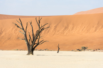 Close dead dry trees of DeadVlei valley at Namib desert