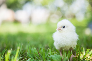 Cute little chick
