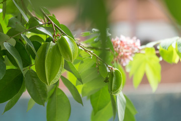Green star apple fruit on the tree,carambola on the tree.