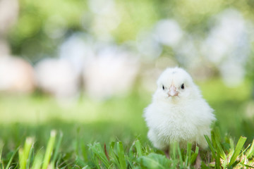 Cute little chick