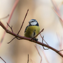 portrait of bluetit