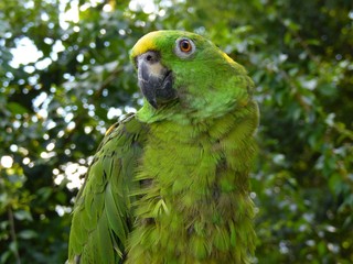 Rocky in a Sea of Green