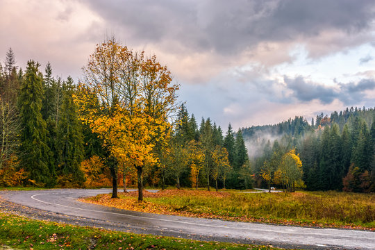 asphalt road going through valley with yellowed trees and foliage on the ground near spruce forest in foggy mountains under cloudy evening sky