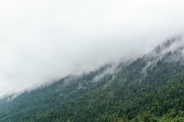 Mountain trees fog