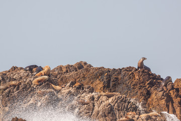 California Sea Lions 
