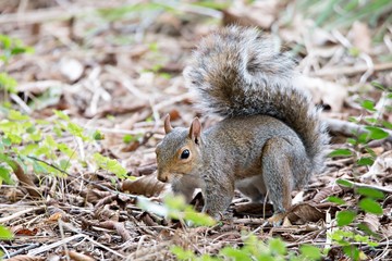 omnivorous rodent squirrel on ground
