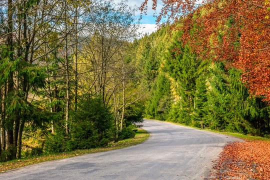 asphalt road through the forest on sunny autumn day