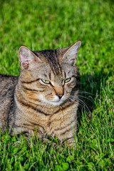 Fototapeta premium Portrait of domestic short-haired tabby cat lying in the grass. Tomcat relaxing in garden