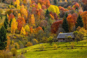 woodshed behind the fence on the hillside cowered with foliage near forest in autumn mountains
