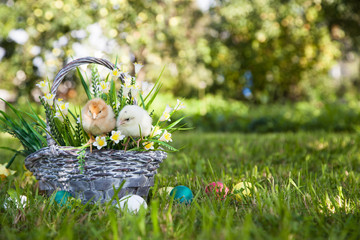 Little cute chicks