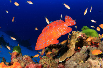 Obraz premium Coral reef fish in sea ocean underwater