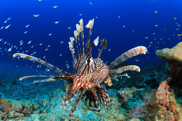 Fototapeta na wymiar Lionfish tropical fish