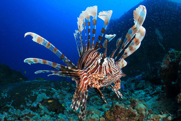 Lionfish tropical fish