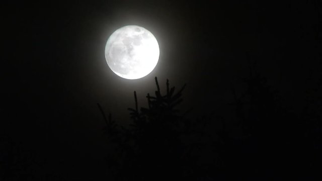 Full moon rises above tree with various warping and zooming effects.