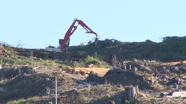 Large crane sorting fresh cut trees in forest clear cut.