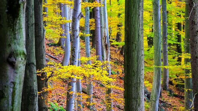Herbst im Wald - Cinemagraph