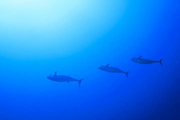 Tuna fish underwater