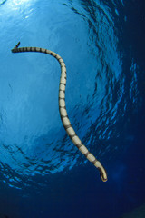 Banded Sea Snake (Krait)