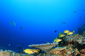 Fish school underwater on coral reef