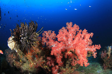 Coral reef fish in sea ocean underwater