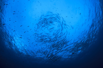 Barracuda fish school in ocean
