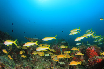 Fototapeta na wymiar Fish school underwater on coral reef