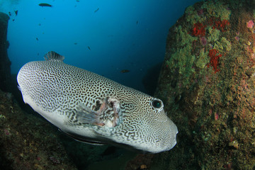 Coral reef fish in sea ocean underwater