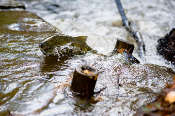 Adult spawning salmon swimming jumping upstream against current and small waterfalls in creek...