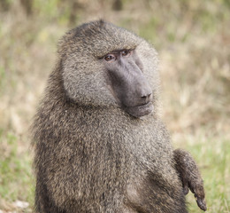 Male Baboon Portrait