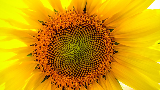 Sunflower close up with copy space