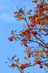 Rowan berry against blue sky (Sorbus aucuparia)