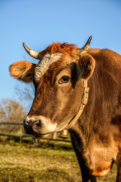 Portrait of rufous cow in Carpathian rural area in autumn morning light