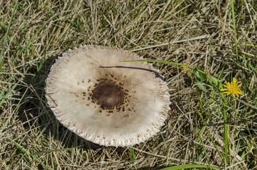 The parasol mushroom, Macrolepiota procera or Lepiota procera growing in the field of advance summer, Plana mountain, Bulgaria 
