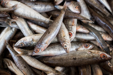 Spicara Smaris fishes or picarel, maritha.