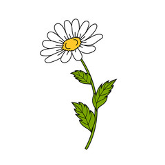 Beautiful daisy on white background.