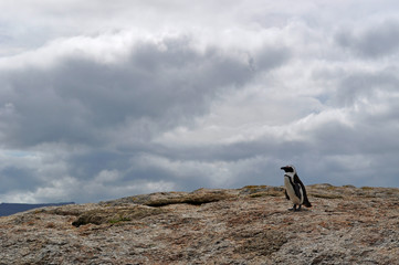 Sud Africa, 18/09/2009: un pinguino su una roccia sulla spiaggia di Boulders Beach, un'area protetta in un'insenatura di massi di granito che dal 1982 ospita una colonia di pinguini africani