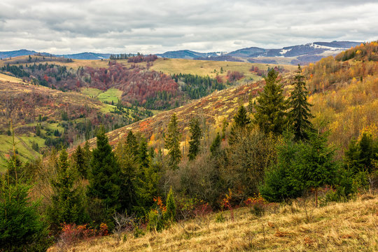 autumn slope of mountain range with spruce forest under cloudy sky