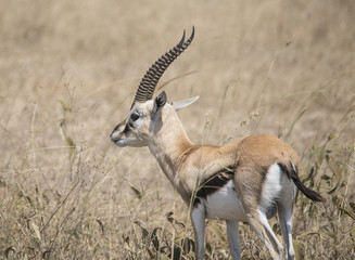 Thompson's Gazelle