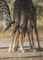 Long Legged Giraffes