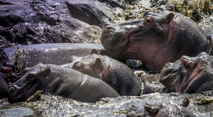 Hippo Pile, Seregeti