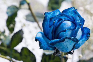 Blue Rose