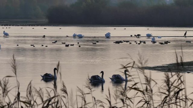 Morgens am See