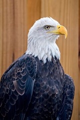 bold eagle on wooden plant bacground