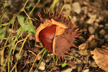 Kastanien im Herbst 2