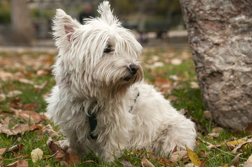 White scottish terrier closeup on fallen autumn leaves ground in park