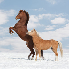 Two nice horses in the winter