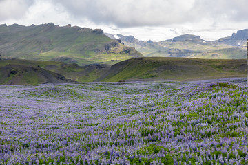 View at Icelandic plains during summertime