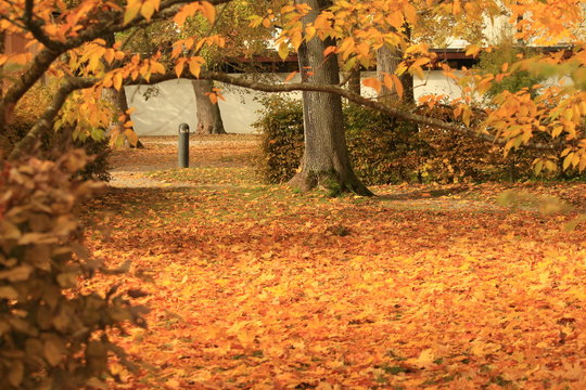 Herbstliche Landschaft - Park in Eichst&auml;tt BY